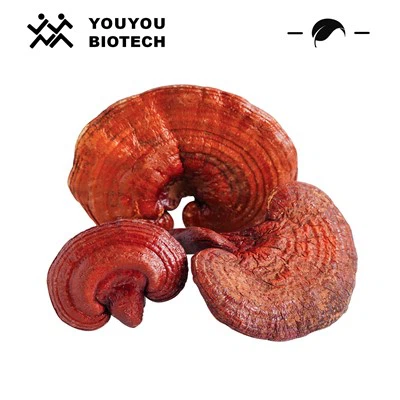Extracto de reishi / extracto de ganoderma